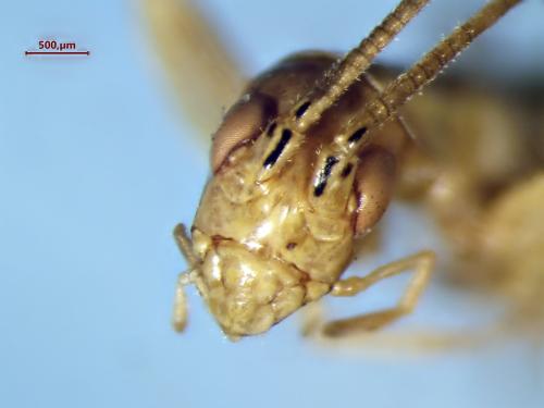Réf. 338 612 : Oecanthus quadripunctatus
